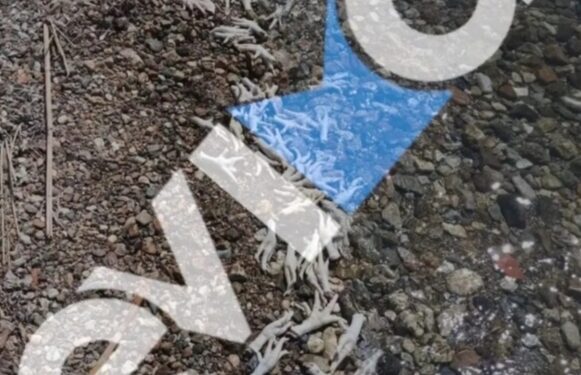 Χιλιάδες πόδια από κοτόπουλα και γαλοπούλες ξεβράστηκαν σε παραλία της Εύβοιας