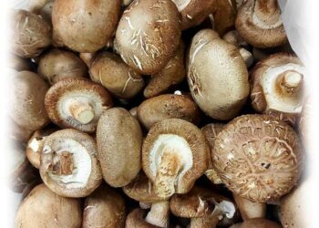 Μανιτάρια Shiitake: 6 επιστημονικά αποδεδειγμένα οφέλη