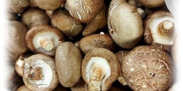 Μανιτάρια Shiitake: 6 επιστημονικά αποδεδειγμένα οφέλη