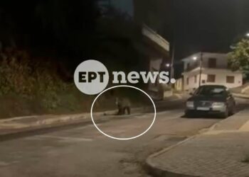 Αρκούδα κάνει βόλτες στο κέντρο του Άργους Ορεστικού