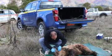 Νεκρή από πυροβολισμό νεαρή αρκούδα στις Πρέσπες