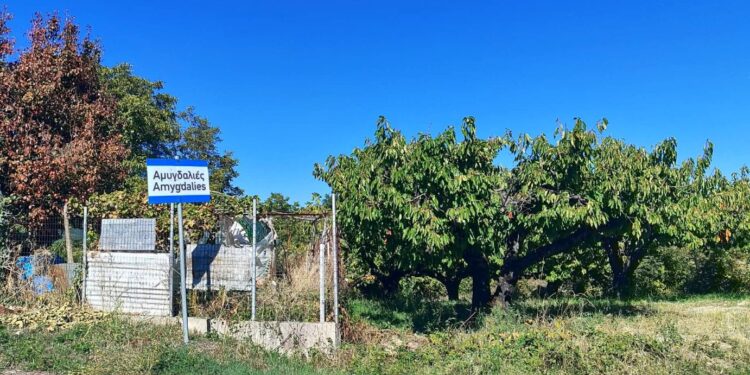 Αμυγδαλιές Γρεβενών: Ένα χωριό με ζωή αλλά χωρίς νέες γεννήσεις
